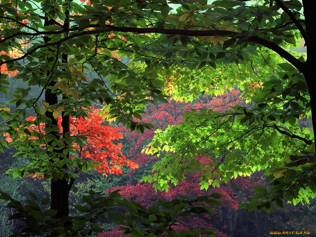 Пестрая стена леса. Осенняя пора. Очарование природы. Осенние мотивы фото. Очарованье от природы.